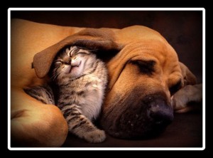 big-dog-and-happy-cat_1